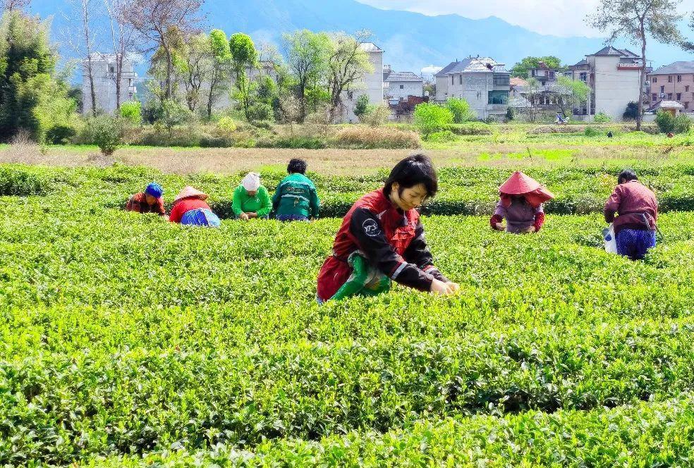 月24日电商报/圆通“圆准达”助力春茶出山"